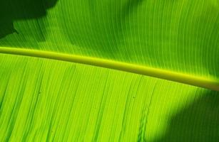 Nahaufnahme der Bananenblattstruktur, grün und frisch, in einem Park foto