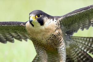 Wanderfalke (Falco peregrines)