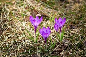 Lila Krokus-Vernus-Blüten foto