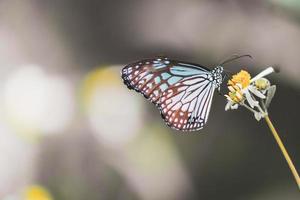 schöne schmetterlinge in der natur suchen nach nektar von blumen in der thailändischen region thailand. foto