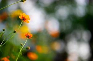 gelbe Blumen in einem schönen Blumengarten, Nahaufnahme mit Bokeh foto