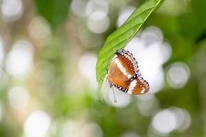 Ein brauner Schmetterling sitzt auf einem grünen Blatt foto