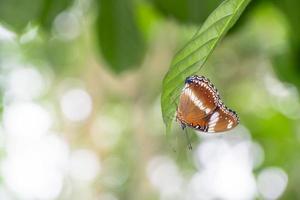 Ein brauner Schmetterling sitzt auf einem grünen Blatt foto