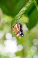 Ein brauner Schmetterling sitzt auf einem grünen Blatt foto