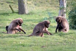 Littlebourne, Kent, Großbritannien, 2015. Gelada Pavian foto