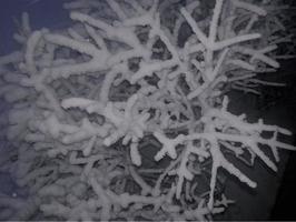 Gefrorene Zweige in der Nacht foto