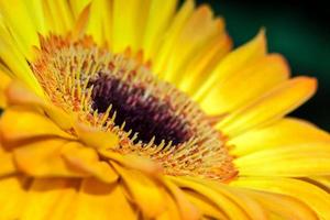 Goldene Gerbera aus nächster Nähe foto