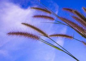 Missionsgras und der blaue Himmel foto