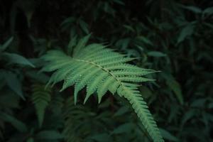 grüne Pflanzenblätter im Wald foto