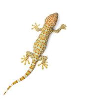 Gecko foto