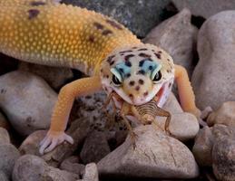 Leopard Gecko essen Cricket foto