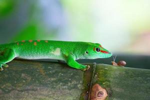 grüner Gecko