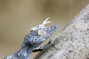 moosiger Blattschwanzgecko (uroplatus sikorae), getarnt auf einem Baum foto