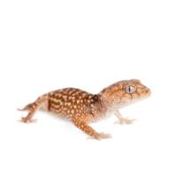 rauer Gecko mit Knaufschwanz isoliert auf Weiß foto