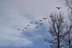 Mehrere kanadische Gänse fliegen in Formation foto