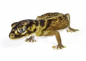 glatter Knopf Schwanz Gecko