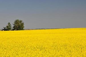 Rapsfelder vor der Ernte foto