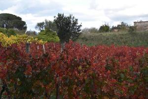 Weinberge in Wasserfällen foto