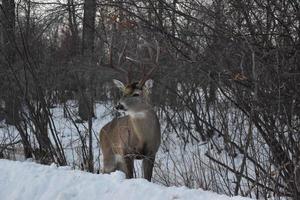 einsamer Hirsch im Winter foto