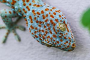 Gecko foto