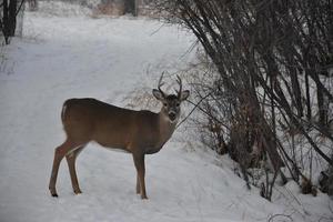 einsamer Hirsch im Winter foto