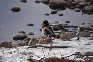 Stockenten auf Felsen und im Wasser foto