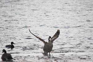 Kanadische Gänse auf Eis in der Nähe von offenem Wasser foto