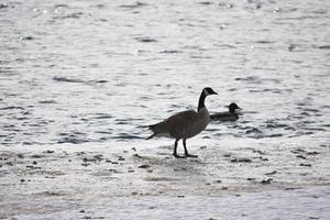 Kanadische Gänse auf Eis in der Nähe von offenem Wasser foto