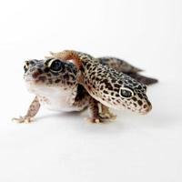 braun gefleckte Gecko-Reptilien isoliert foto