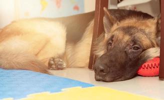 Hundeportrait im Zimmer foto