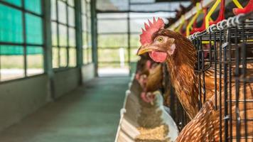 Hühnerstallgeschäft in Thailand