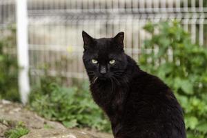 streunende schwarze Katze foto