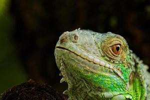 Porträt über einen grünen Leguan
