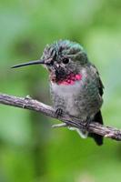 Kolibri des jungen männlichen anna (calypte anna) foto