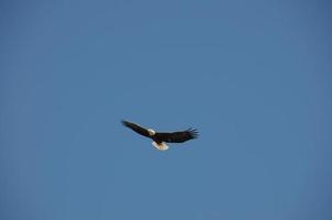 Weißkopfseeadler fliegt nach oben über blauen Himmel