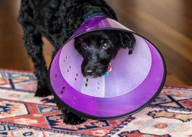 schwarzer Pudelterrier in Plastik-Erholungskegel, um das Lecken zu stoppen foto