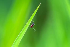 Mücke auf grünem Gras foto