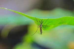 Mücke auf grünem Blatt foto