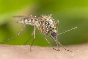 Mücke saugt Blut, extreme Nahaufnahme mit hoher Vergrößerung