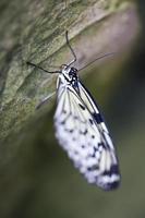 Baumnymphe Schmetterling