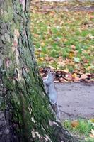 graues Eichhörnchen, das sich an die Seite eines Baumes klammert foto