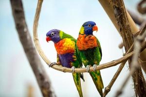 Papageienpaar