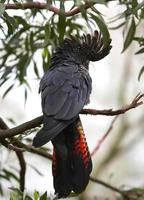 rotschwanziger schwarzer Kakadu