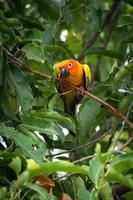 Sun Conure Papagei auf dem Baum foto