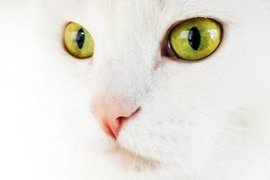 Porträt einer weißen Katze mit gelben Augen foto