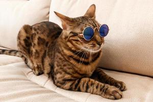 Bengal-Katze ruht auf der Couch, lustig mit Brille