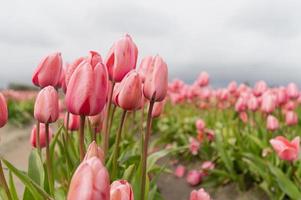 Tulpen, die zu Beginn des Frühlings an einem bewölkten Tag auf einem Feld blühen foto