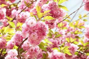 schöne frühlingsblumenkirschblüten, sakura-blume mit schönem naturhintergrund foto