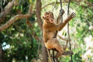 Affe sitzt auf Ast im Wald foto