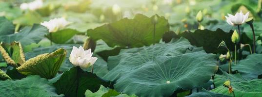 weißer lotus und grüner blatthintergrund foto